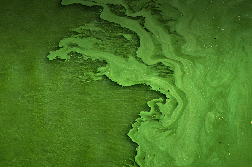 Green algae 