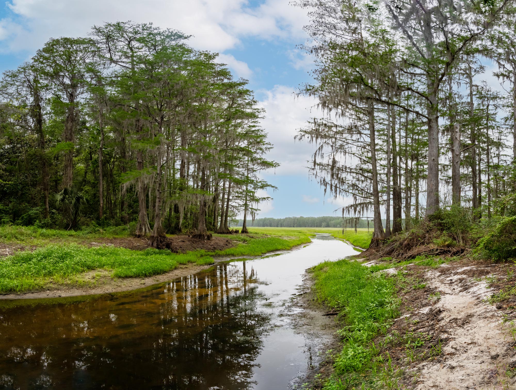 A creek flowing into Lake Munson surrounded by trees