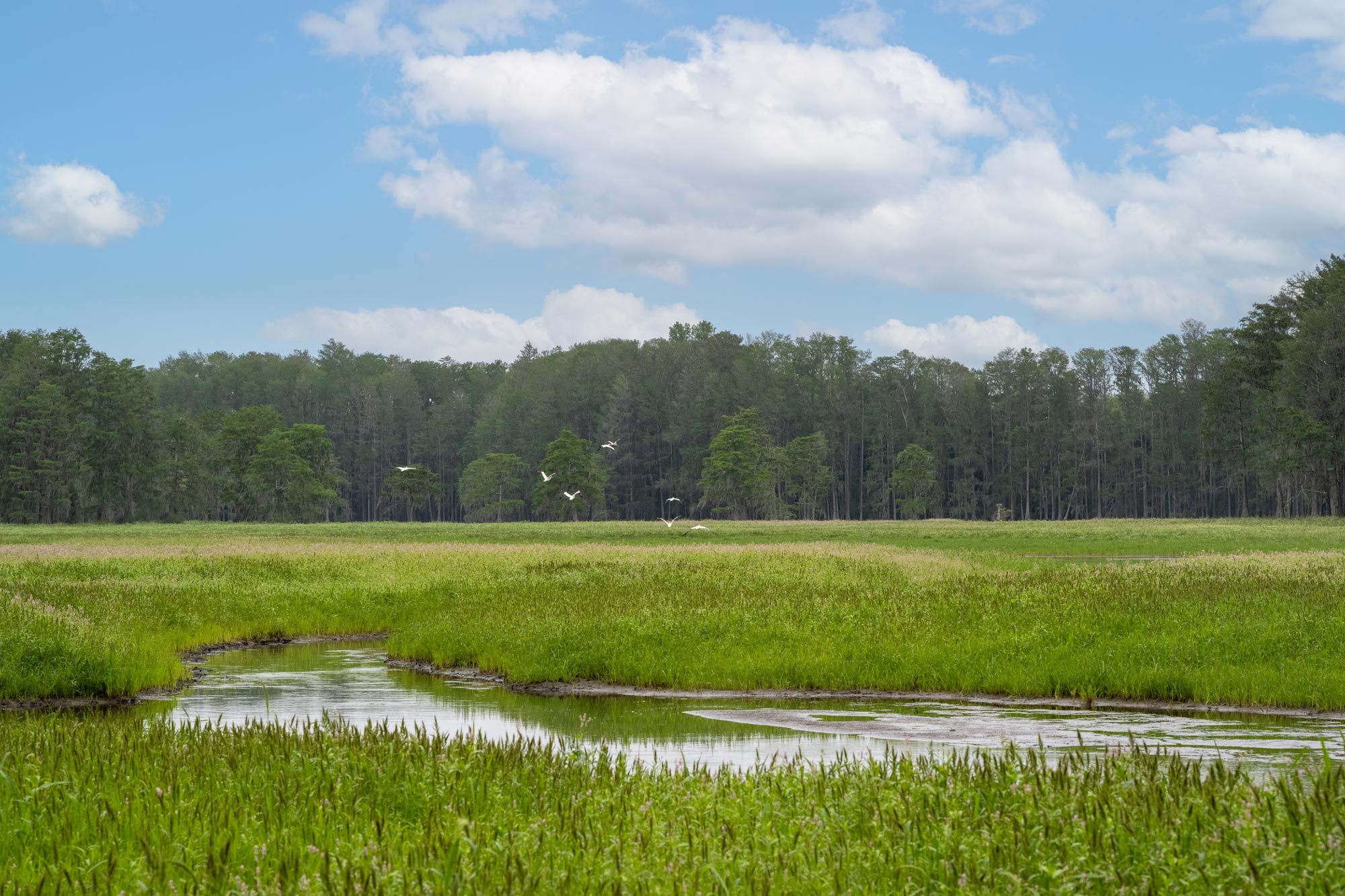 Photo of Lake Munson with blue sky, birds and flora