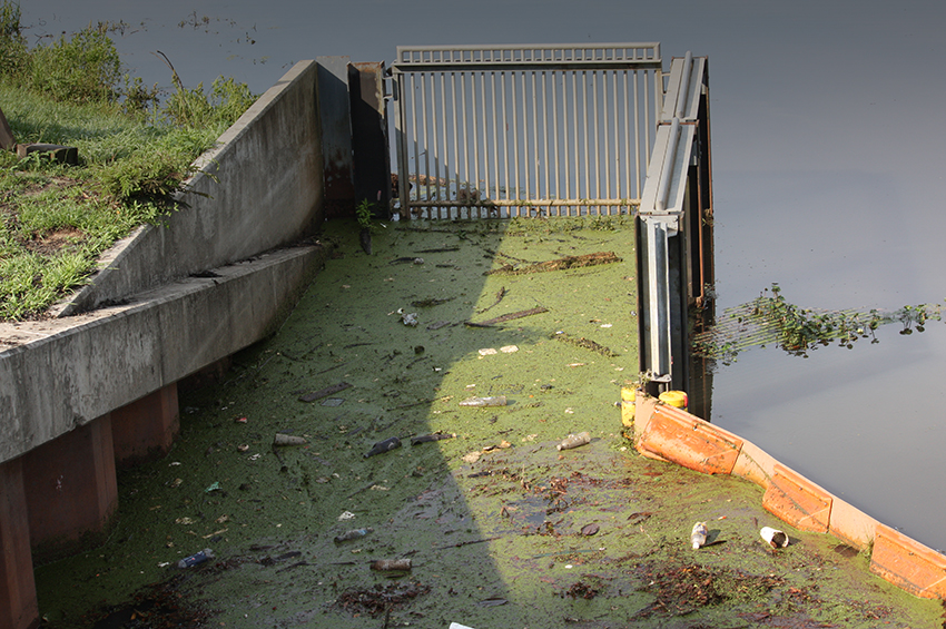 algae in a trash trap