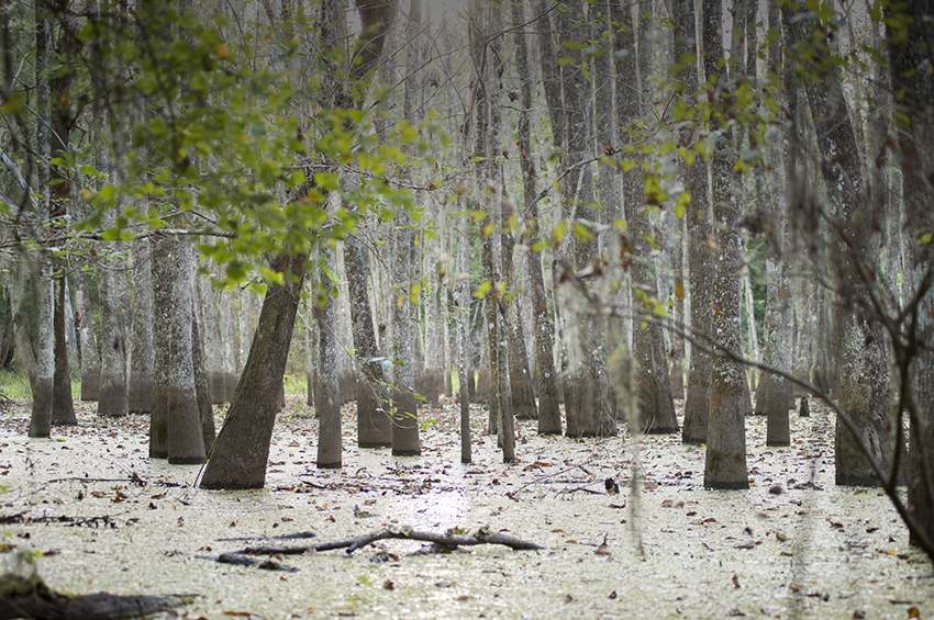 Image of a water body in northeast Leon County 